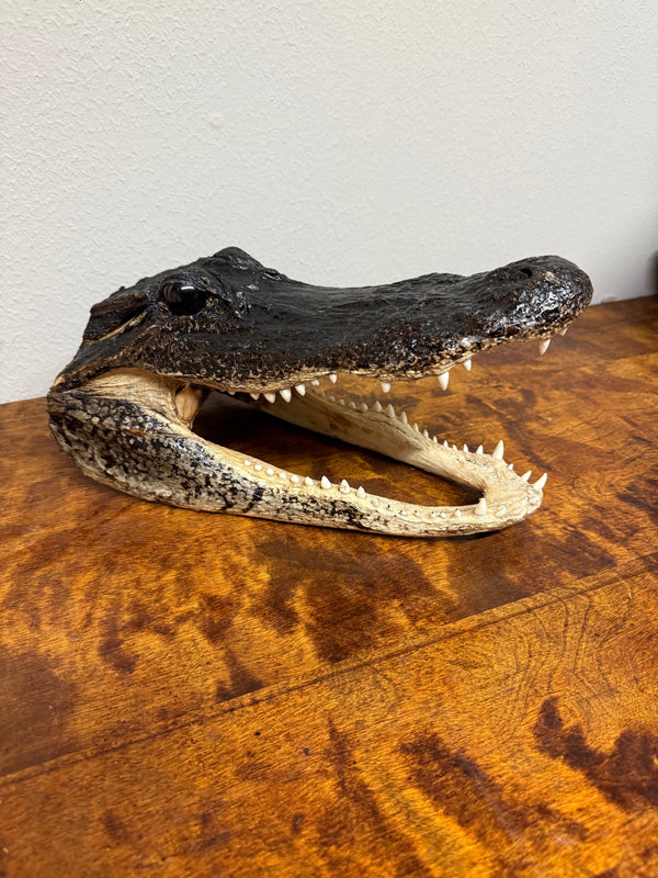 Real Alligator Heads