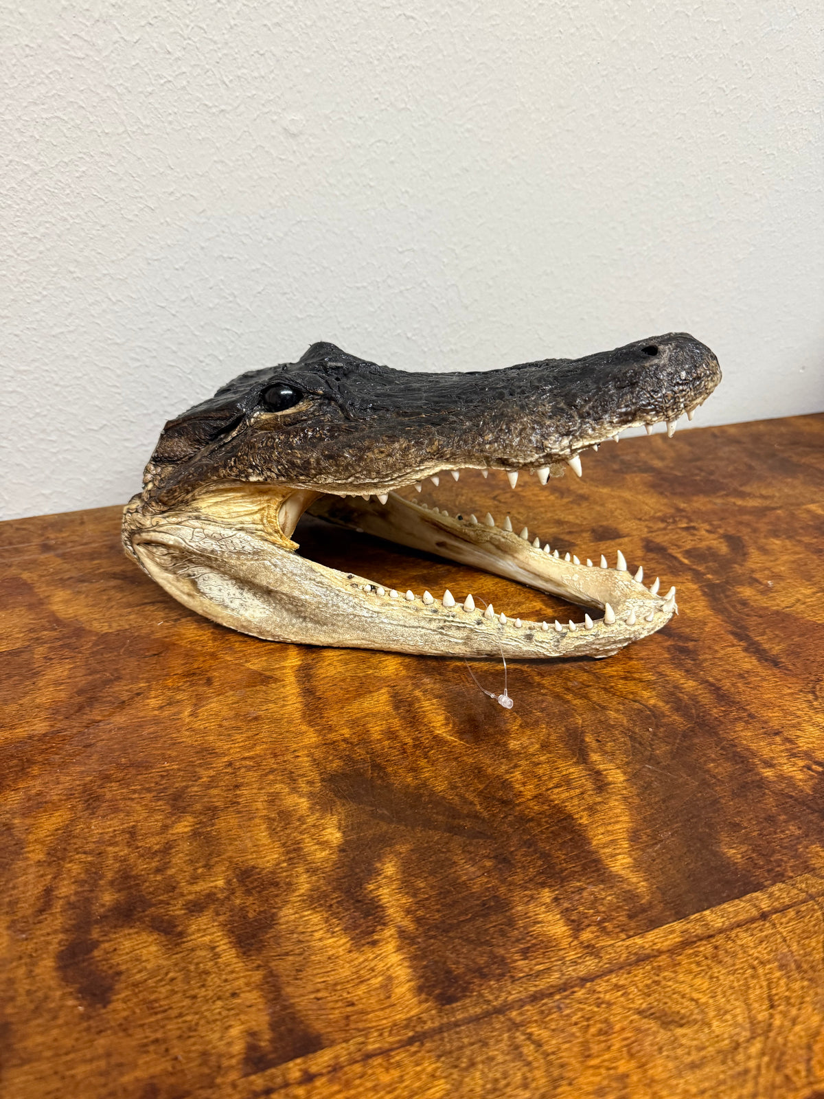 12-13" Alligator Head