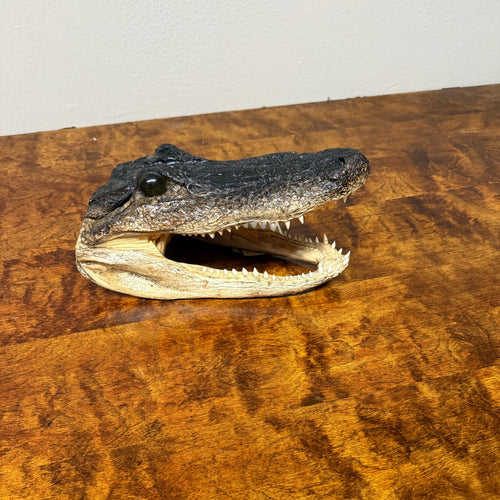 10-11" Alligator Head